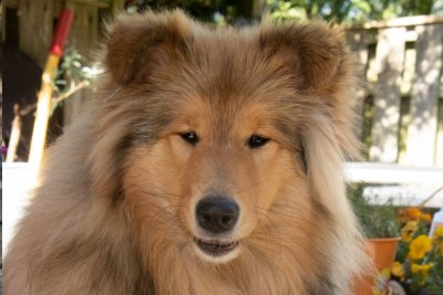 Collie hos Topperteam Falcon