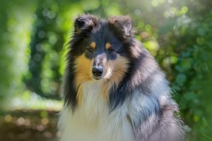 Sheltie,colliehvalp, En hvalp