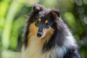 Sheltie,colliehvalp, En hvalp