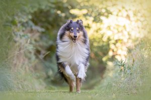 Sheltie,colliehvalp, En hvalp