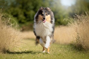 Sheltie,colliehvalp, En hvalp