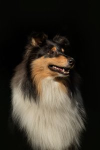 Sheltie,colliehvalp, En hvalp