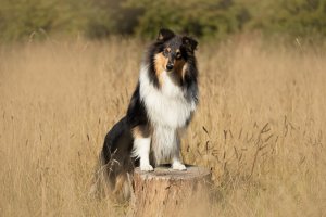 Sheltie,colliehvalp, En hvalp