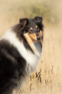 Sheltie,colliehvalp, En hvalp