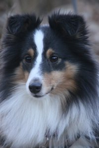 Min smukke smukke sheltie tve