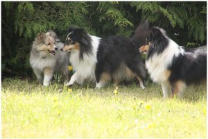 Min smukke smukke sheltie tve