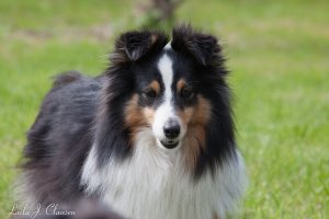 Min smukke smukke sheltie tve