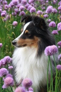 Min smukke smukke sheltie tve