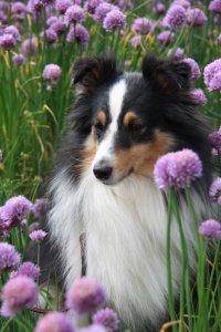 Min smukke smukke sheltie tve5