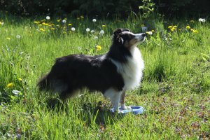 Min smukke smukke sheltie tve