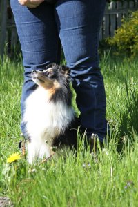 Min smukke smukke sheltie tve