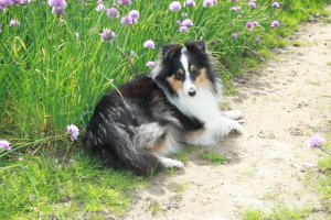 Min smukke smukke sheltie tve