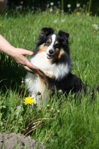 Min smukke smukke sheltie tve