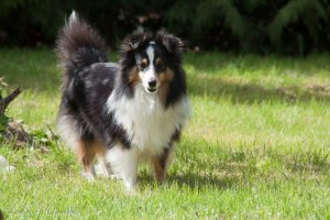 Min smukke smukke sheltie tve