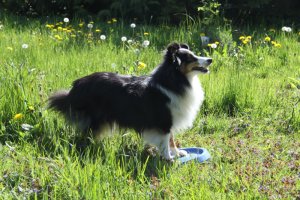 Min smukke smukke sheltie tve