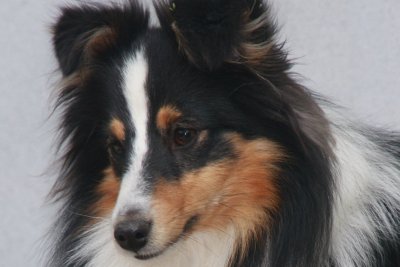 Sheltie hos Topperteam Fine